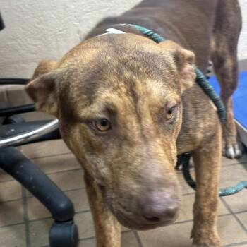 Charles -  Pit Bull Terrier Dog for Adoption in Birmingham, Alabama - Charles | PetCurious