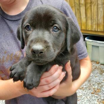 Sienna -  Black Labrador Retriever Dog for Adoption in Quakertown, Pennsylvania - Sienna | PetCurious