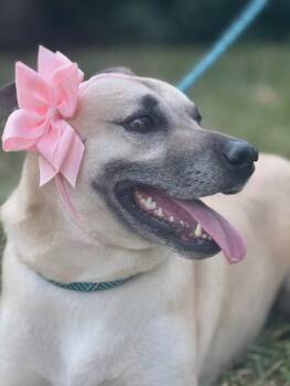 Rescue Shepherd Dogs for Adoption in Houston, Texas - Mariela | PetCurious