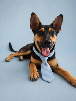 Moose -  German Shepherd Dog and Australian Kelpie Dog for Adoption in Houston, Texas - Moose | PetCurious