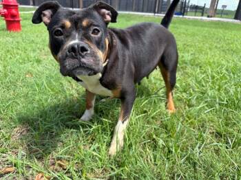 Naomi -  American Bulldog Dog for Adoption in Lakeland, Florida - Naomi | PetCurious