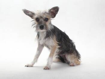 A141643 -  Terrier Dog for Adoption in Burbank, California - A141643 | PetCurious