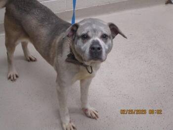 Shepherd and Labrador Retriever Dogs Available for Adoption - (849) | PetCurious