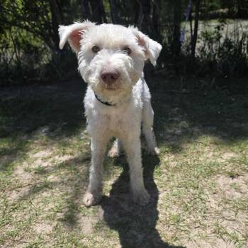 Miniature Schnauzer Dogs Available for Adoption in Foley, Alabama - Nimbus | PetCurious