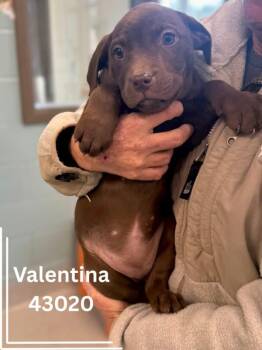 Chocolate Labrador Retriever Dogs Available for Adoption - Valentina | PetCurious