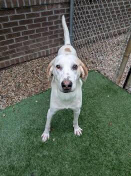 Mixed Breed Dogs Available for Adoption in Louisburg, North Carolina - Banjo | PetCurious