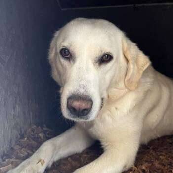 Yasha -  Great Pyrenees Dog for Adoption in Parrish, Alabama - Yasha | PetCurious