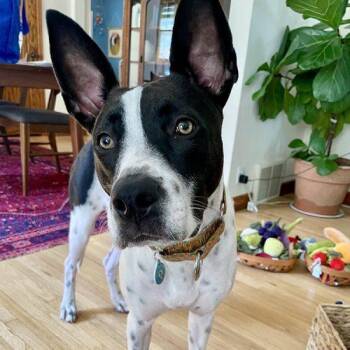 Domino -  American Staffordshire Terrier and Pit Bull Terrier Dog for Adoption in Minneapolis, Minnesota - Domino | PetCurious