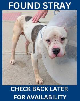Elwood -  Mixed Breed Dog Available for Adoption in Hamilton Township, New Jersey - Elwood | PetCurious