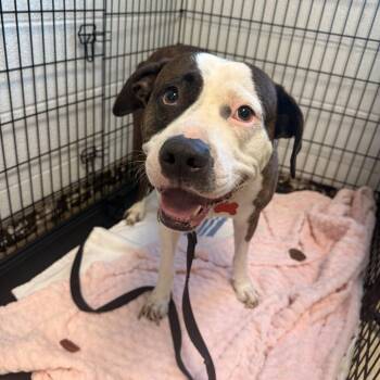 Yolo -  Pit Bull Terrier and Boxer Dog Available for Adoption in East St. Louis, Illinois - Yolo | PetCurious