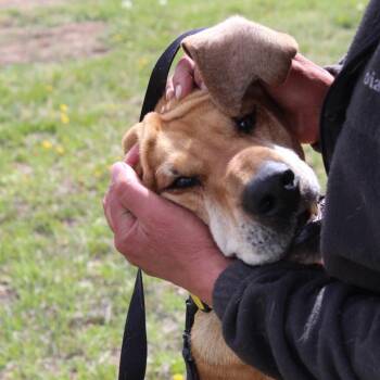 Rufus -  Hound Dog for Adoption in Pagosa Springs, Colorado - Rufus | PetCurious