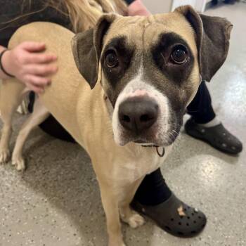 Lizzie -  Boxer and Mixed Breed Dog for Adoption in La Grange, Kentucky - Lizzie | PetCurious