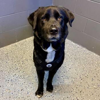 Black Labrador Retriever Dogs Available for Adoption in Tuscaloosa, Alabama - TUSC-Stray-83971 | PetCurious