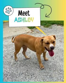 Ashley -  American Staffordshire Terrier Dog for Adoption in Sulphur, Kentucky - Ashley | PetCurious