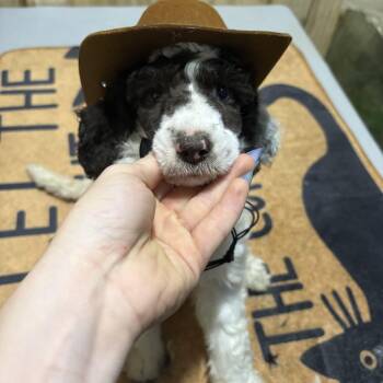 COSMO -  Standard Poodle Dog for Adoption in Fosters, Alabama - COSMO | PetCurious