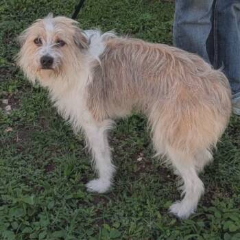 Norfolk Terrier Dogs Available for Adoption in Williston, Vermont - Daisy | PetCurious
