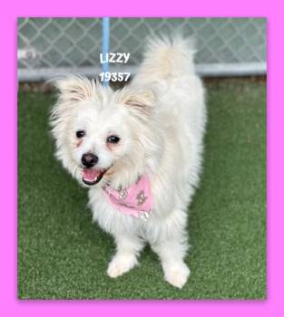 Terrier Dogs Available for Adoption in Marietta, Georgia - LIZZY | PetCurious