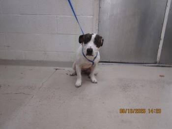 Shorty (316) -  Terrier Dog for Adoption in Marietta, Georgia - Shorty (316) | PetCurious