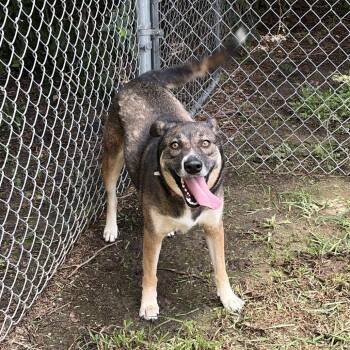 Fraya -  Boxer and Mixed Breed Dog for Adoption in Webster, Texas - Fraya | PetCurious