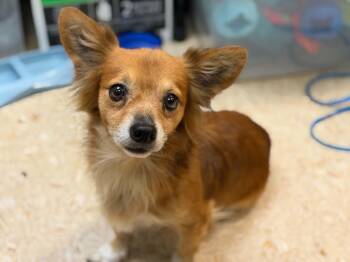 Wybie -  Chihuahua Dog for Adoption in Tulsa, Oklahoma - Wybie | PetCurious