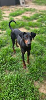 Rocky -  Doberman Pinscher Dog Available for Adoption in Sparta, Illinois - Rocky | PetCurious
