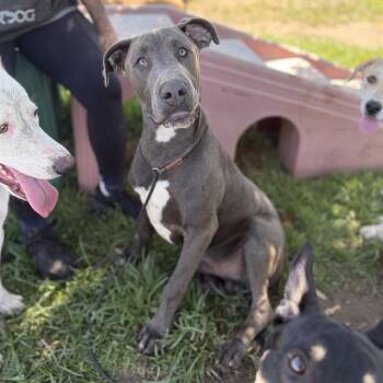 GARVIN THOMAS -  Great Dane and Pit Bull Terrier Dog for Adoption in Modesto, California - GARVIN THOMAS | PetCurious