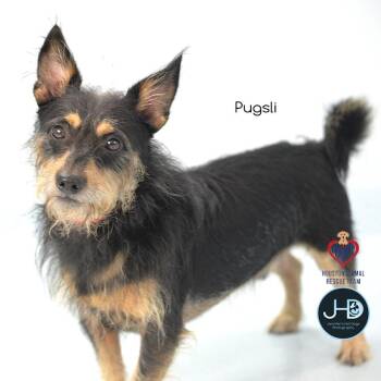 Cicily -  Havanese and Mixed Breed Dog for Adoption - Cicily | PetCurious