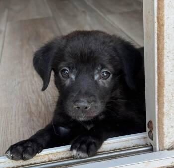 Selena -  Mixed Breed Dog for Adoption in Sun Prairie, Wisconsin - Selena | PetCurious