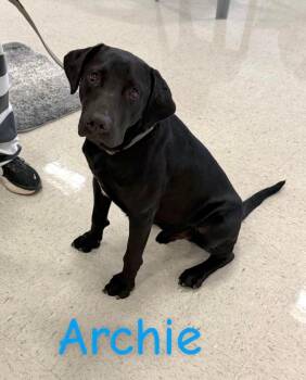 Black Labrador Retriever Dogs Available for Adoption in Semmes, Alabama - Archie  | PetCurious