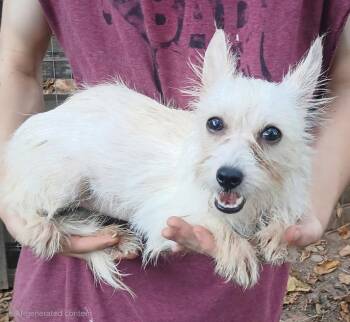Coco -  Norfolk Terrier and Cairn Terrier Dog for Adoption in Mena, Arkansas - Coco | PetCurious