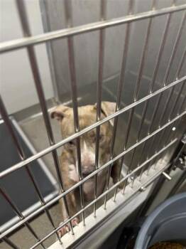 Mixed Breed Dogs Available for Adoption in West Chester, Pennsylvania - Nyla | PetCurious