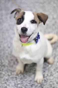 Retriever Dogs Available for Adoption in Manchester, New Hampshire - Snooki In NH! Come Meet Our Adoptable Dogs Wednesday-Saturday. M | PetCurious