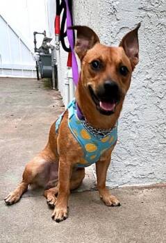 Felix -  Corgi and Labrador Retriever Dog for Adoption in San Diego, California - Felix | PetCurious