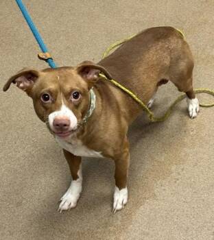 Justin James -  Mixed Breed Dog for Adoption in Chamblee, Georgia - Justin James | PetCurious