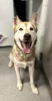 Rescue Husky Dogs for Adoption in Moundsville, West Virginia - Sage | PetCurious