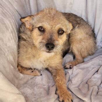 Terrier Dogs Available for Adoption - Katie | PetCurious