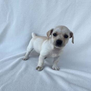 Rescue Dachshund Dogs for Adoption in Carencro, Louisiana - Krobus | PetCurious