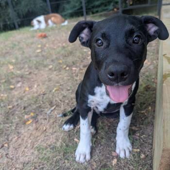 Jude D70575 -  Pit Bull Terrier and Mixed Breed Dog for Adoption in Minnetonka, Minnesota - Jude D70575 | PetCurious