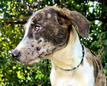 Miles -  Catahoula Leopard Dog and Mixed Breed Dog for Adoption in Anniston, Alabama - Miles | PetCurious
