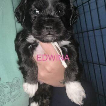 Shih Tzu and Mixed Breed Dogs Available for Adoption in Broken Arrow, Oklahoma - Edwina Bridgerton | PetCurious