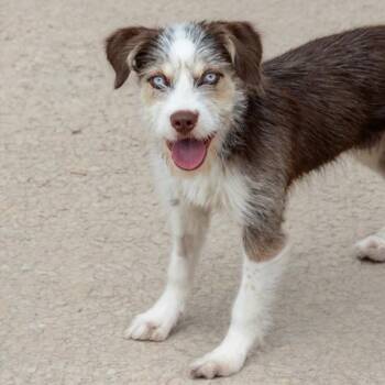Australian Shepherd and Mixed Breed Dogs Available for Adoption in St. Louis, Missouri - BRANDY | PetCurious