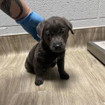 Spaniel Dogs Available for Adoption in San Jacinto, California - Big Boy | PetCurious