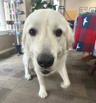 Christian SAT -  Great Pyrenees Dog for Adoption in Quinlan, Texas - Christian SAT | PetCurious