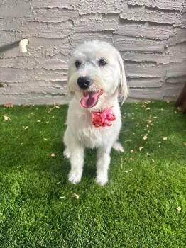 Kisses -  Poodle and Bluetick Coonhound Dog for Adoption in Chino Valley, Arizona - Kisses | PetCurious