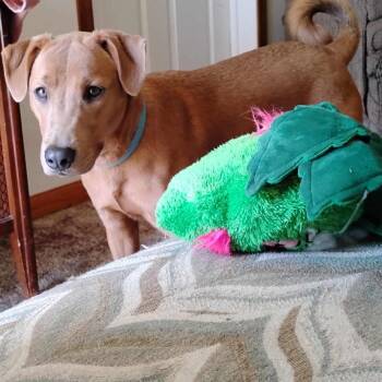 Rescue Labrador Retriever and Mixed Breed Dogs for Adoption in Tomah, Wisconsin - Joker | PetCurious