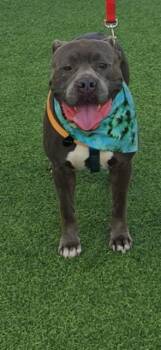 BOUNCER -  American Staffordshire Terrier Dog for Adoption in San Antonio, Texas - BOUNCER | PetCurious