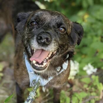 Enzo -  Mixed Breed Dog for Adoption in Pelham, New Hampshire - Enzo | PetCurious