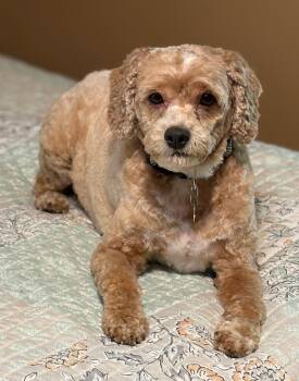 Barkley -  Cockapoo Dog for Adoption in Lisbon, Iowa - Barkley | PetCurious