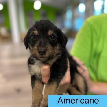 Americano -  Cattle Dog and Terrier Dog for Adoption in Tampa, Florida - Americano | PetCurious