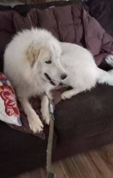 Great Pyrenees Dogs Available for Adoption - Dallas SAT | PetCurious